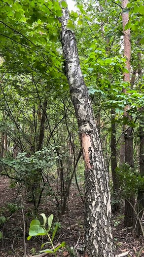 A tym razem tutorial z wycinki suchej brzozy podczas czyszczenia działki 🌳🌳 #drwal #arborysta #drobnostka #tree #lumberjack | Drobnostka Wycinka Drzew
