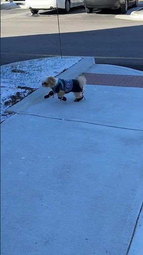 Momo Found Snow and Lost His Mind!