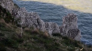 General scenes of puffins and sea birds at Bempton Cliffs 3-4-22