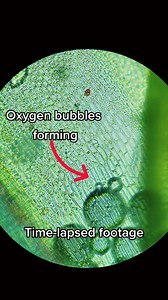 Exploring Plant Cells Under the Microscope: A Detailed Look at Photosynthesis
