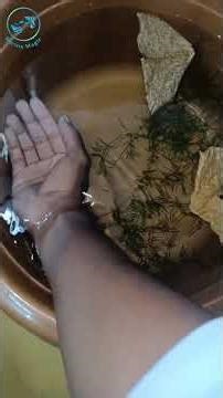 guppy breeding pair with 💥new variety guppy 💞 #guppyfish #guppyfishfarming #guppies #guppyfishcul