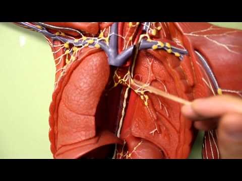 LYMPHATIC SYSTEM ANATOMY: Body plaque model