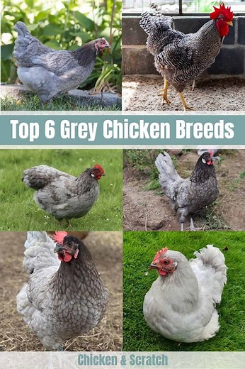 Top 6 Grey Chicken Breeds (with Pictures)