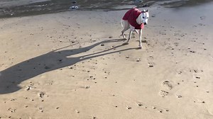 Let’s get some sun. | Billy Whippet
