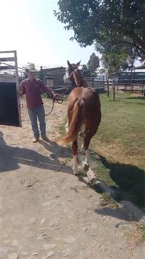 Muchas gracias Alejandro Castañeda Quarter Horses por traernos esta hermosa potranca desde Silver Spurs Equine- Oklahoma. Hija de Epic Titan. Como siempre servicio de transporte de clase mundial. | Hacienda Soñador Quarter Horses