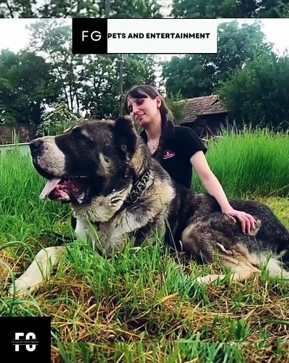 Kangal Vs Central Asian Shepherd🔥