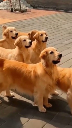 VIP Dogs Show 🐶✨ | Exclusive Funny & Cute Moments!