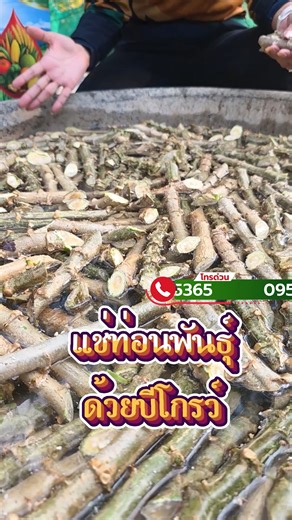 🌱 “หัวใหญ่ แป้งดี น้ำหนักดี” ไม่ได้มาจากการบำรุงช่วงท้ายอย่างเดียว… แต่มาจาก การเริ่มให้ถูกตั้งแต่ท่อนพันธุ์ 📌 แนะนำ แช่ท่อนพันธุ์ เพื่อเร่งราก เร่งยอด ลดโรคที่ติดมากับท่อนพันธุ์ เหมือนเป็นการทำความสะอาดท่อนพันธุ์ เสริมภูมิคุ้มกันตั้งแต่เริ่มปลูก จากนั้นพอเริ่มแตกใบ ✅ พ่นต่อเนื่อง ทุก 20–30 วัน/ครั้ง ได้ทุกระยะ ✅ ก่อนเก็บกู้หัวควรพ่นให้ได้อย่างน้อย 3–4 ครั้ง ผลลัพธ์ที่หลายคนต้องการคือ หัวใหญ่ หัวยาว แป้งดี น้ำหนักดี 🔥 🌿 ตัวช่วยหลักคือ บีโกรว์ สูตรเข้มข้น X2 มี ฟลาโวนอยด์ กรดอะมิโน พร้อม ธาตุ