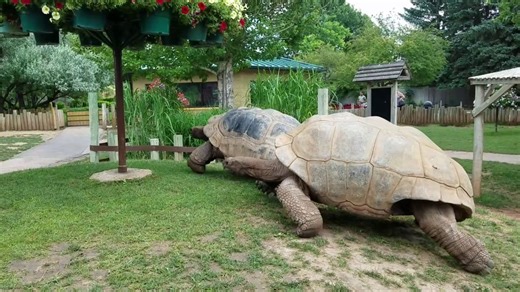 Huge tortoises go full speed.