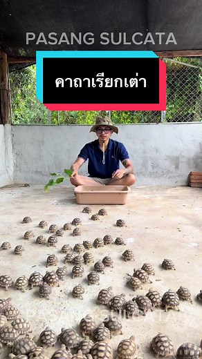 เต่าซูลคาต้าเติบโตในป่าซางลำพูน