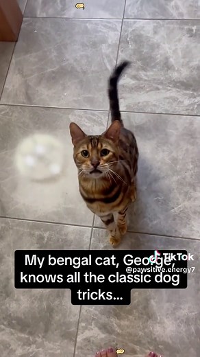 Cats Acting Like Dogs: A Hilarious Twist