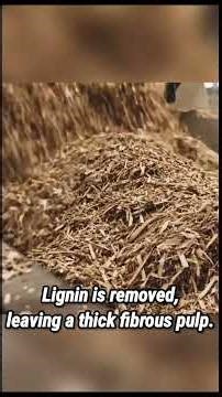 From raw bamboo to eco friendly paper bags 🌿 full factory process