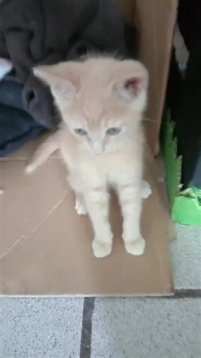 Videos de CHEF. PEDRO GUTIÉRREZ (@chef.pedrogutierrez) con “original sound - PUMAS1313”