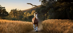 Budweiser Clydesdale Horse Commercial for Super Bowl 2026 Revealed