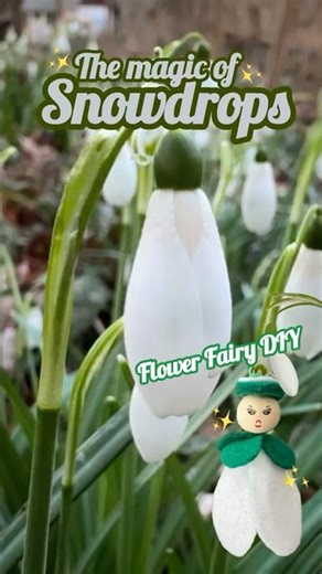 The Magic of Snowdrops 🤍