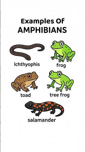 Amphibians 🐸 | Examples: Ichthyophis, Frog, Toad, Tree Frog & Salamander #Biology #Animals