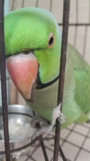 Parrots Are Just Too Funny