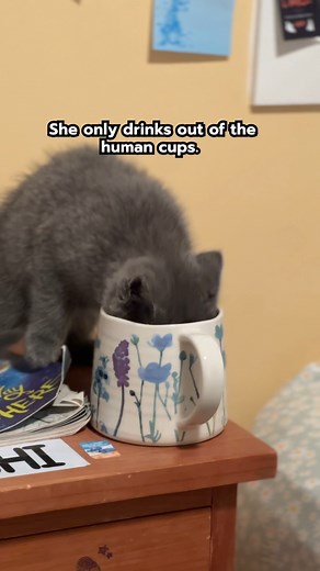 76K views · 1.1K reactions | Get a cat they said.... 濫 | How to DAD | Facebook