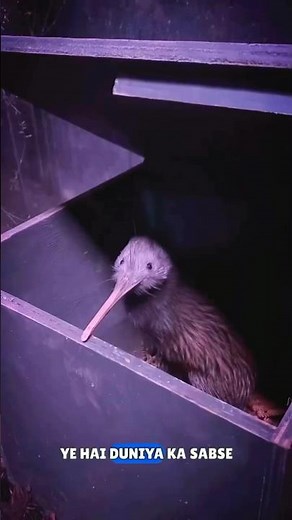 Kiwi Bird #shorts
