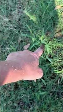 Rid your lawn of crabgrass forever! How to quickly identify and pull it!