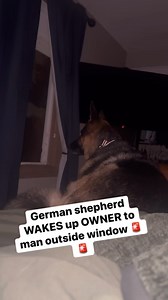 German shepherd ALERTS at 2am 😱#fblifestyle | Zeus