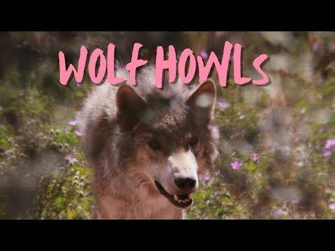 Studying Wolf Howls in The Netherlands - Recording of a Pack Chorus Howl