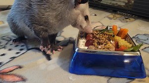 An update: Professional Food Taster Pip has weighed in on today's meal prepared by the sous chef and provided us with her notes: -The dried insect garnish had an appealing crunch -Taster Pip was not impressed with the savory, umami flavor imparted by nutritional yeast -The stir fry vegetables, while visually attractive, were not a standout in this dish -The dish was redeemed by the cascade of ripe mini red grapes | North Texas Wildlife Center