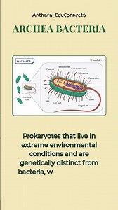 What are Archaea? – Unique prokaryotes found in extreme environments | Biology Made Simple