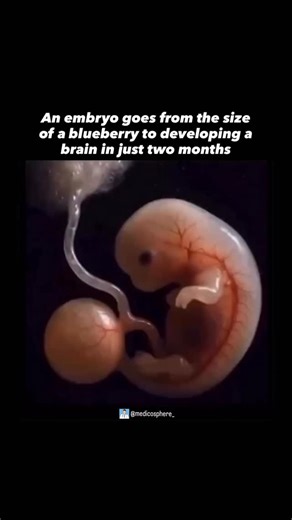 Medical & health 🩺🥼 on Instagram: "👉This video offers a captivating look at the major stages of human embryonic development-from fertilization to initial organ formation. It begins with a single-celled zygote and follows its journey through rapid cell divisions, implantation in the uterine wall, and the formation of the blastocyst. As development progresses, the animation highlights biological milestones such as gastrulation, germ layer formation, cell differentiation, and the emergence of pr