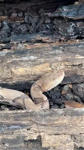 Did you get this one right? #snakes #wildlife #nature
