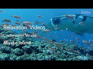 Change the monitor to a window view.【海中映像】癒し動画「ずっと眺めていたい海 宮古島 # 05 マンタ」