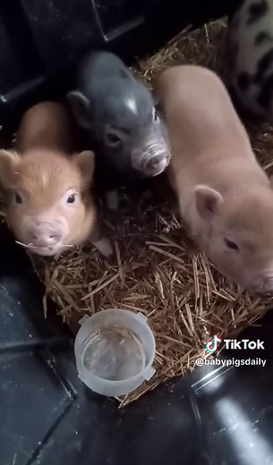 Adorable Baby Pigs Compilation - Cute and Funny Moments