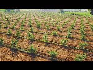 How To Start Lemon Farm - How To Grow Lemon Tree - Lemon Farming - 10 Minute Videos