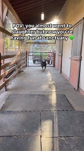 #SanctuarySaturday with Farm Sanctuary 💕 🐷 We love a good rescue story! Thanks to Farm Sanctuary's Farm Animal Adoption Network, and the loving family that saw Cashew for the individual he truly is, Cashew is now living happily alongside other pig friends 🥹 | The Humane League