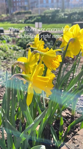 These aren’t just spring flowers. In Ireland, they mean hope. #daffodils #irishspring #dublinireland #irishculture