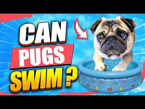 Pug Learns Swimming: Pangpang's Water Journey From Day One! | PangPangThePug.co.uk