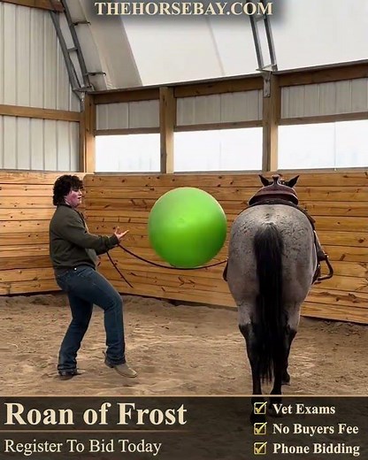Blue Roan AQHA Gelding For Sale | Consigned to Thehorsebay.com