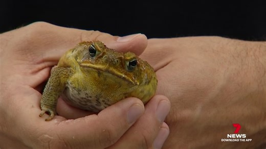 3.5K views · 14 reactions | New technology developed by JCU researchers is making tracking a warty pest easier. The software which detects cane toad calls can help prevent the invasive species from spreading. 7NEWS at 6pm. Download the 7NEWS app: 7news.link/7newsapp #7NEWS | 7NEWS Cairns | Facebook