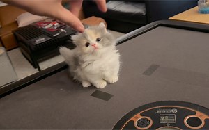 小抹布日常分享