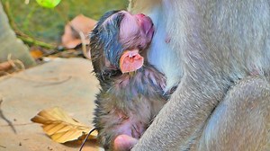64K views · 1.4K reactions | New Born Baby Look Really Hungry Milk Just Born Trying Request Milk From Mommy | Cute monkey family | Facebook