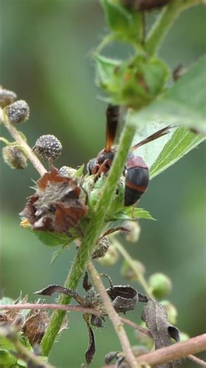 Red and Black Mason Wasp searches False Mallow