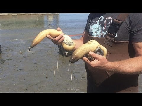 Searching for Geoducks on Vancouver Island