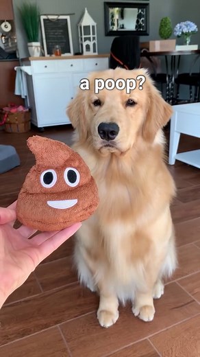 Funny Golden Retriever Reacts to Fart Toy – Tucker Can’t Believe It!