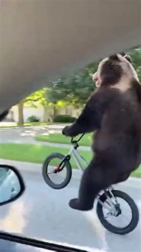 🐻 Bear Spotted Riding a BMX Bike Through Traffic 😭🚲