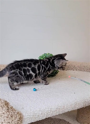 Exquisite Bengal Kittens for Sale - Limited Availability