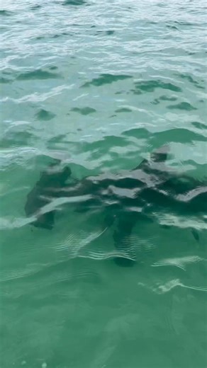 8.1K views · 12 reactions | Shell Island Dolphin Tours LLC on Reels | Facebook