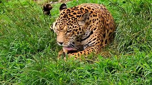 Léopard Guépard Lion - Free video on Pixabay