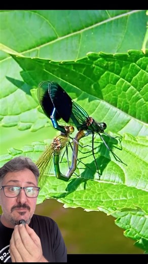 Insectologia - Ciências para não cientistas on Instagram: "A complexa reprodução das libélulas #insetos #cienciaetecnologia #insects #insetosbrasileiros #insetosdobrasil #"