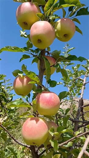 So beautiful and delicious apple fruits on tree in a apple garden