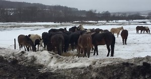 600 animals at Painted Meadow Farms seized